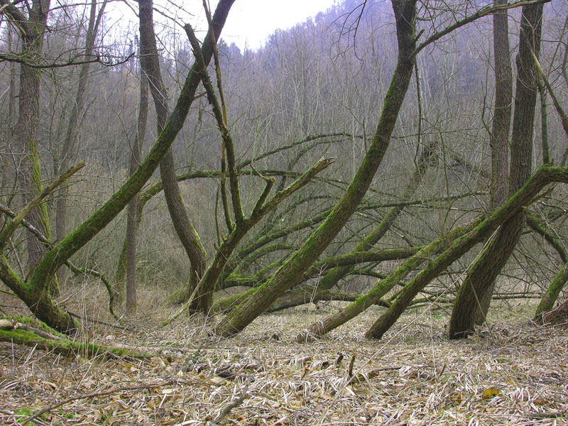 Qualche segno di vita....